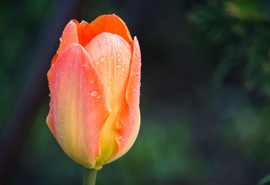 Tulip, Pink, Spring, Nature, Flower, beauty, rosa, garden, plant HD wallpaper
