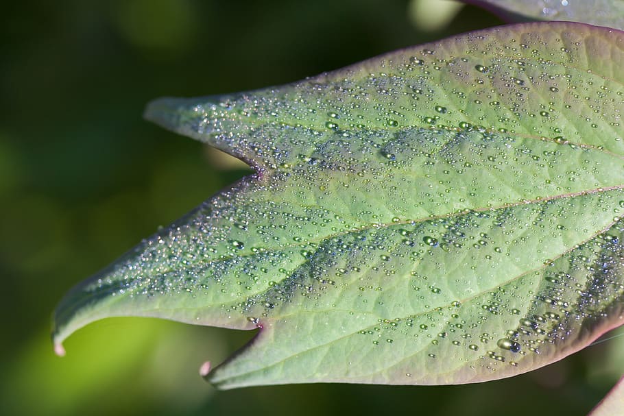 dew, dewdrop, morgentau, drip, drop of water, leaf, nature HD wallpaper