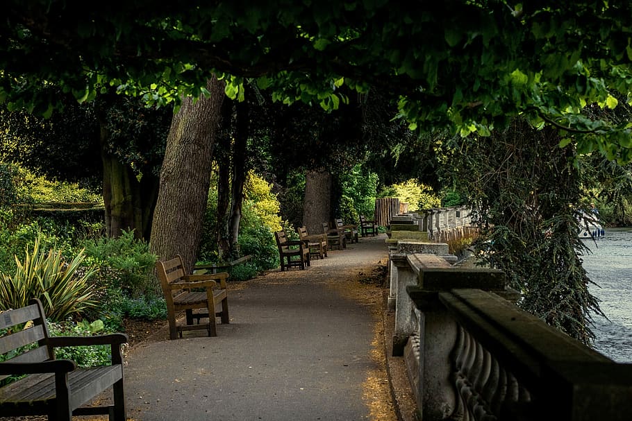 photo of empty park near body of water, tree, nature, wood HD wallpaper