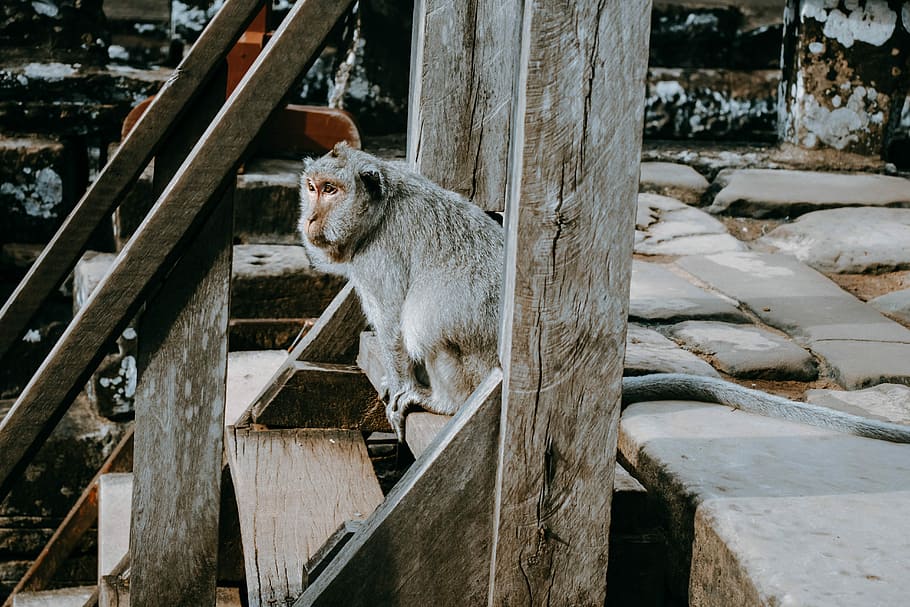 gray monkey on brown wooden stair, gray monkey sitting on stairs at daytime HD wallpaper
