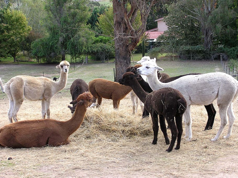 alpaca, group, eating, animal themes, group of animals, mammal HD wallpaper
