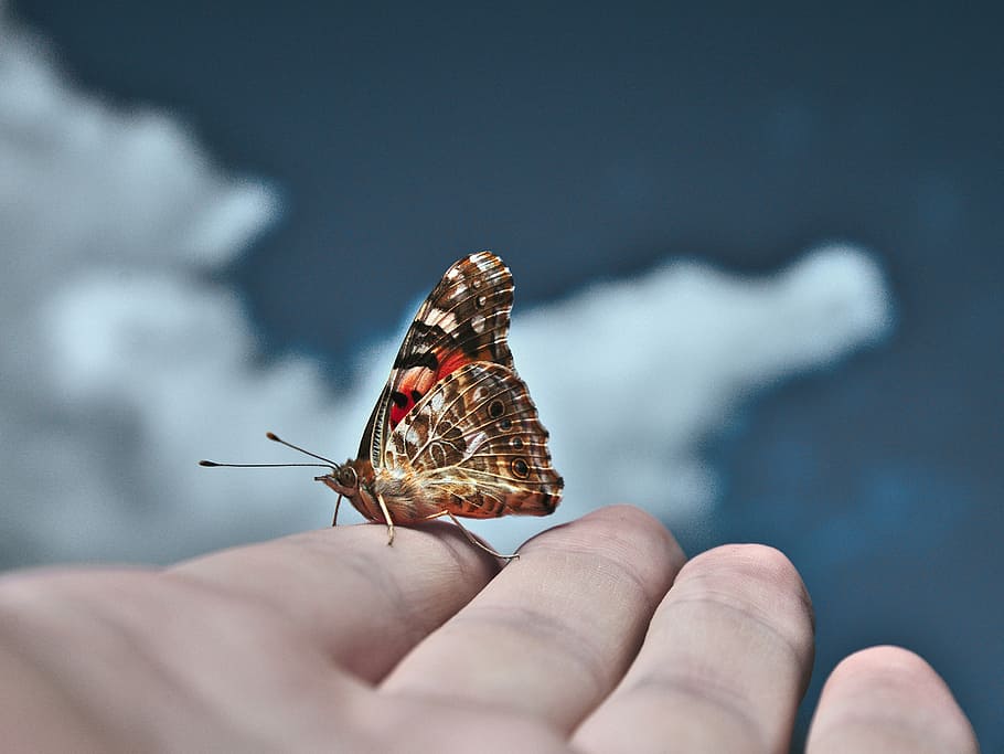 butterfly, sky, blue, insect, sunlight, human hand, human body part HD wallpaper