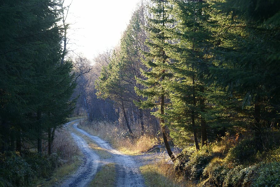 forest, forest way, tour, tree, plant, beauty in nature, growth HD wallpaper
