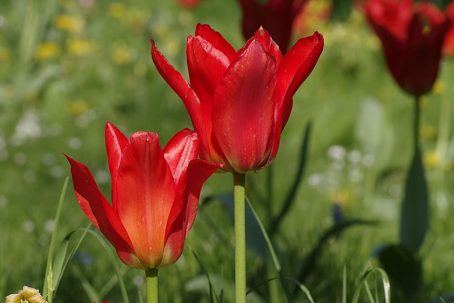 Tulips, Jagged, Sharp, Petals, red, the petals, garden, lawn HD wallpaper
