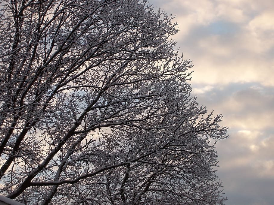 snow, trees, clouds, winter, season, cold, snowy, scene, sky HD wallpaper