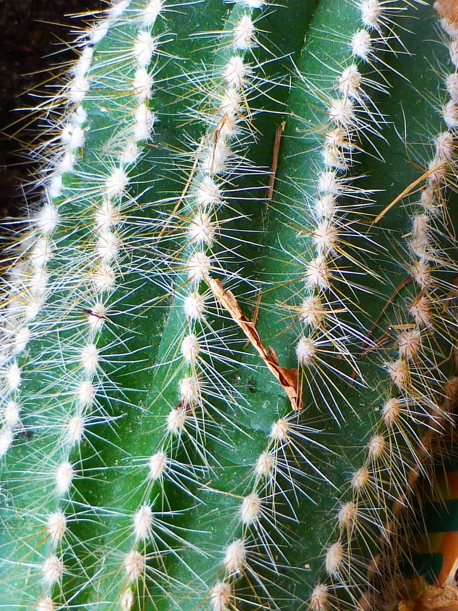 cactus, prickly, green, succulent plant, close-up, growth, green color HD wallpaper