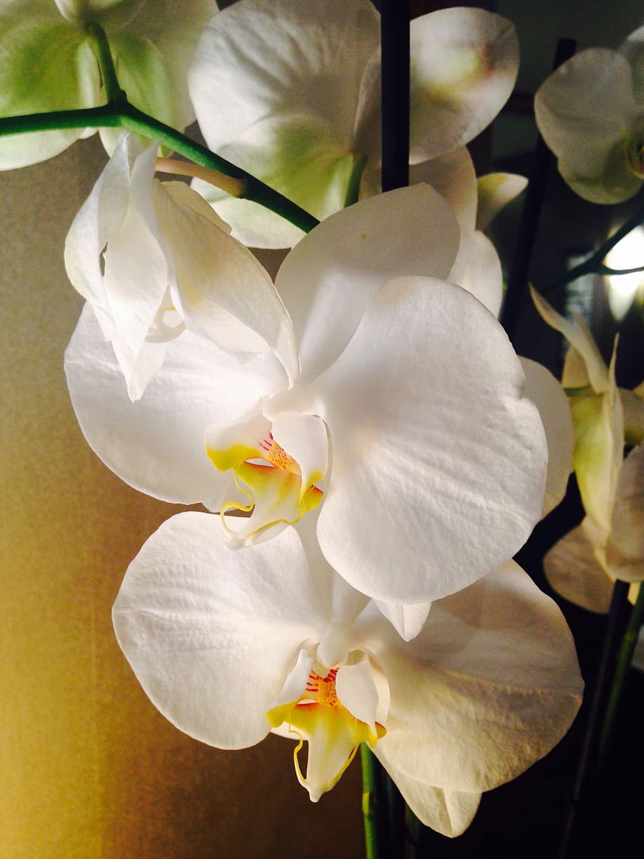 Orchid, Flower, White, nature, moth Orchid, plant, petal, close-up HD wallpaper
