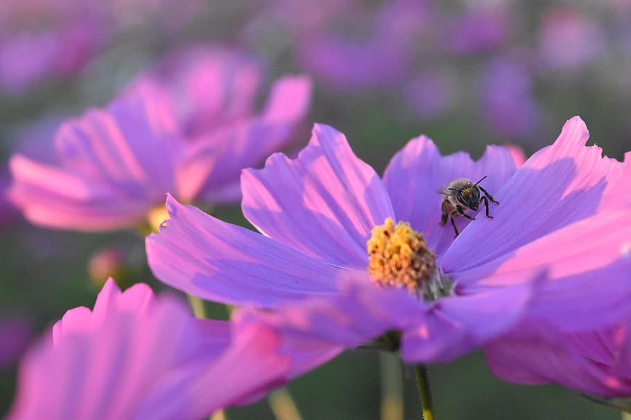 cosmos, bee, flowers, flowering plant, freshness, invertebrate HD wallpaper