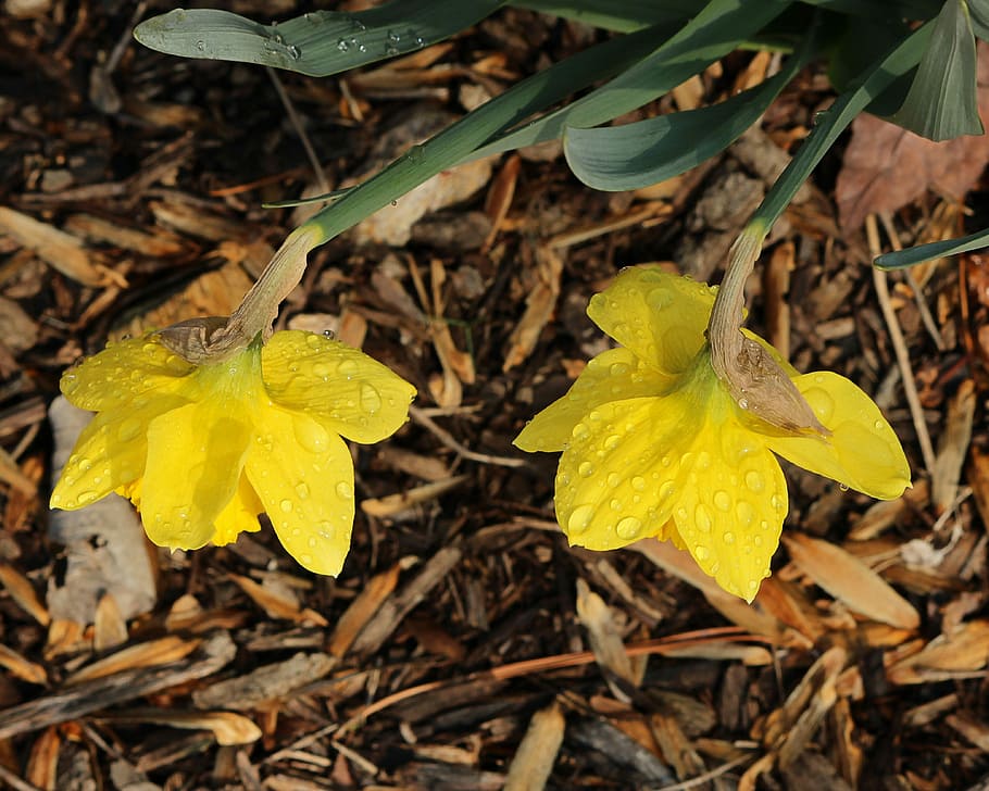 Daffodils, Narcissus, Jonquil, yellow flowers, petal underside, HD wallpaper
