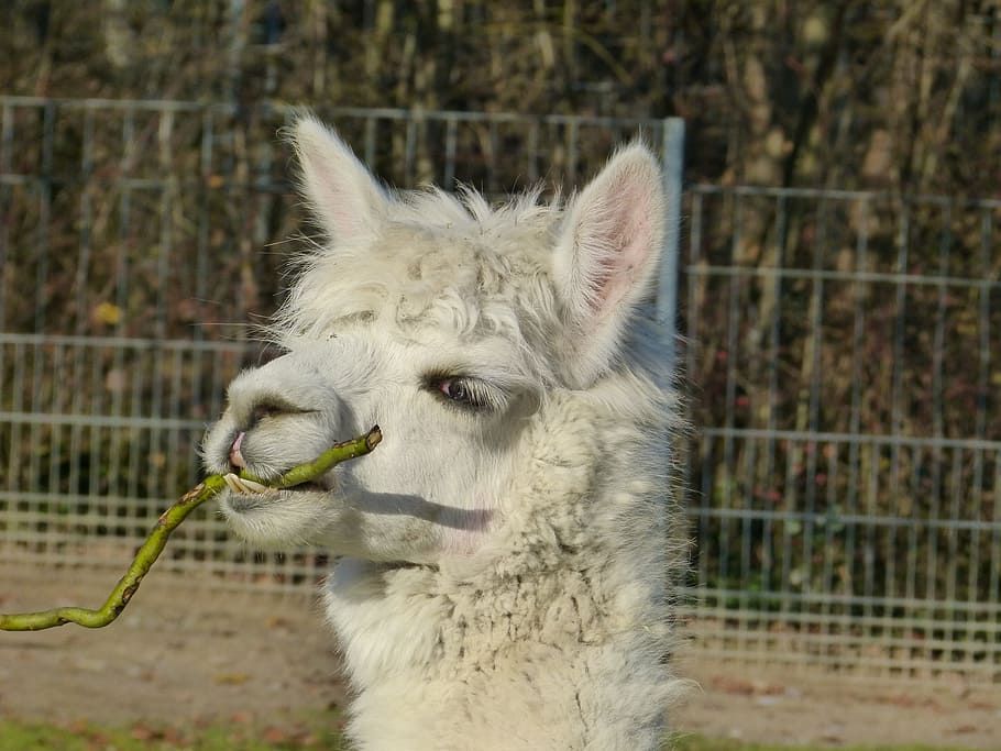 Alpaca, Animal, Creature, Cute, Sweet, fluffy, mammal, wildlife park HD wallpaper