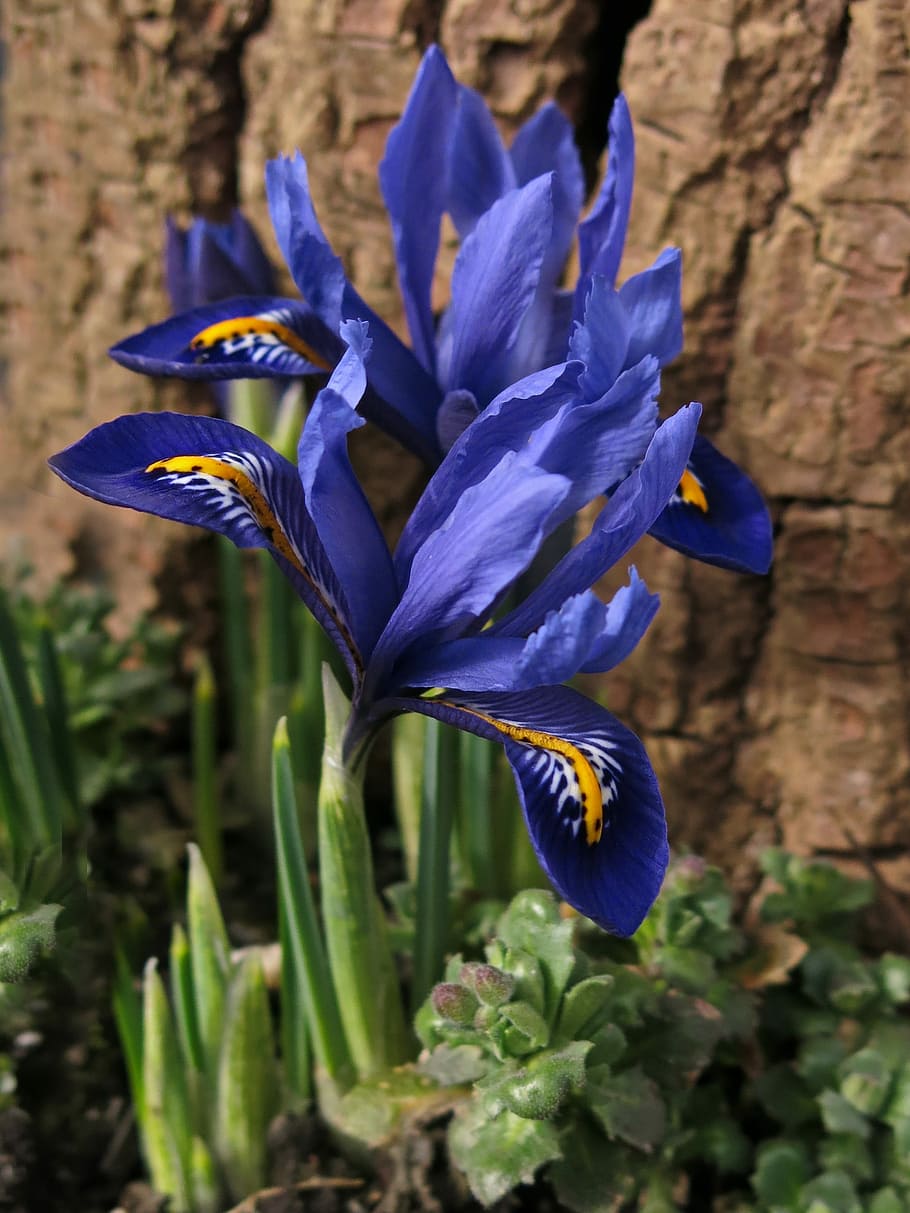 dwarf iris, blossom, bloom, schwertliliengewaechs, blue, spring HD wallpaper