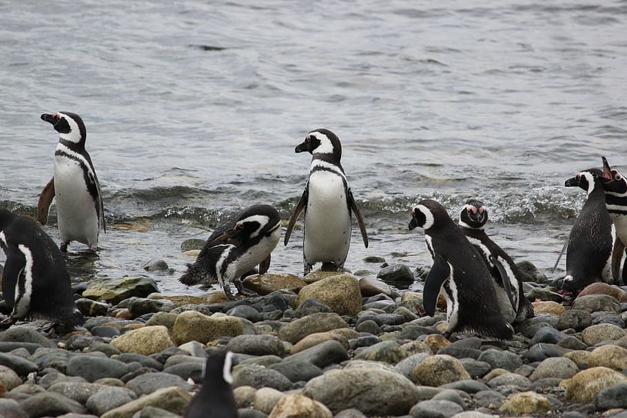 fishing, penguins, cute, animal, tux, little, small, bird, animals in the wild HD wallpaper