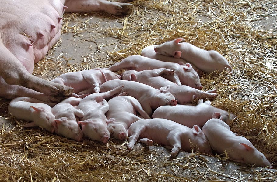 white piglets sleeping, Litter, Young, Animal, swine, omnivorous, HD wallpaper