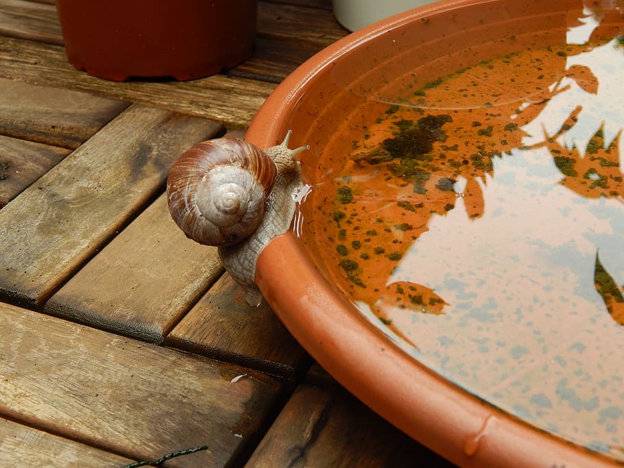 snail, shell, crawl, slowly, mollusk, nature, reptile, vineyard HD wallpaper