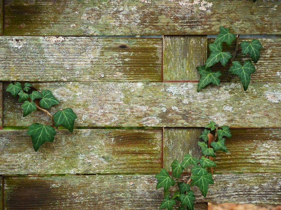 green leaf plants growing on brown wooden frame, braided fence HD wallpaper