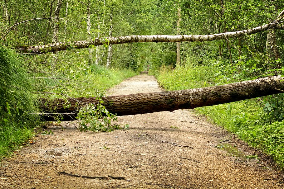 tree branch blocking the pathway, storm, storm damage, trees, HD wallpaper