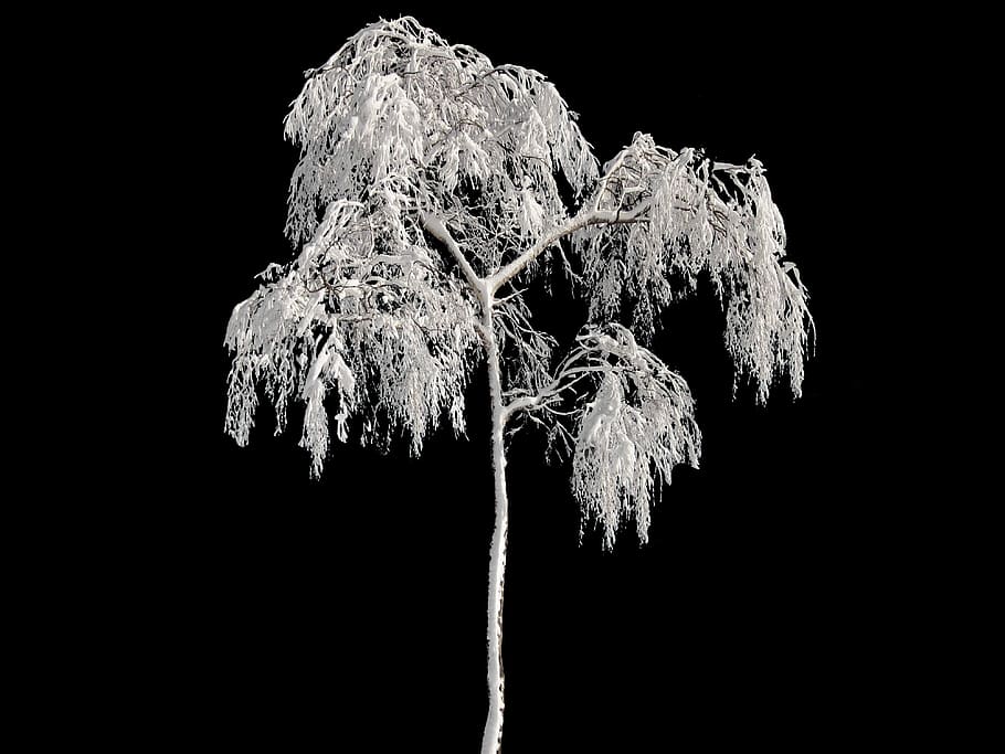 white tree, winter, wintry, snow, cold, frost, black and white HD wallpaper