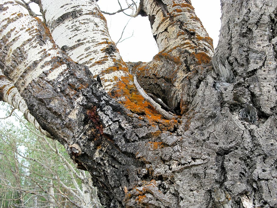 tree, lichen, trunk, nature, forest, bark, old tree, aspen HD wallpaper