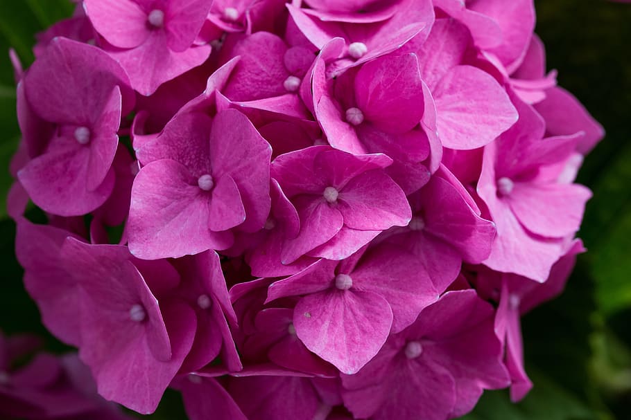 hydrangea, blossom, bloom, hydrangea flower, leaves, pink, plant HD wallpaper