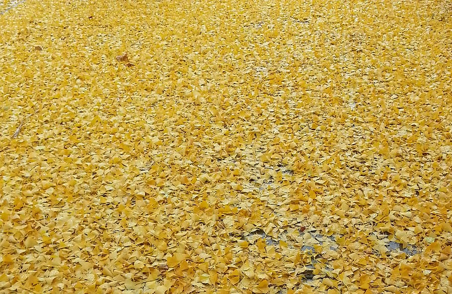 yellow, autumn, leaf, foliage, full frame, backgrounds, no people HD wallpaper