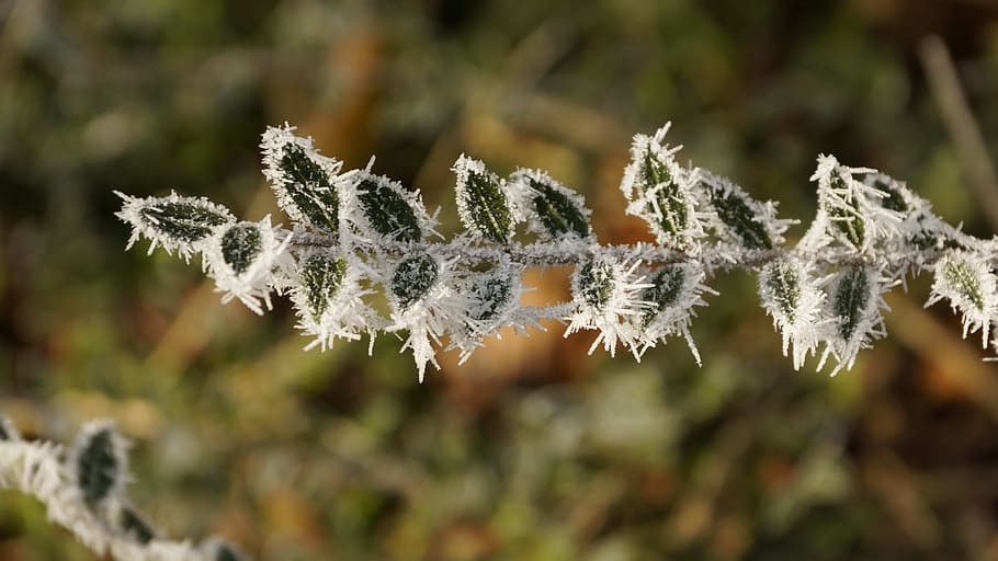 Leaf, Leaves, Green, Green, Tree, White, Winter, ice, snow HD wallpaper