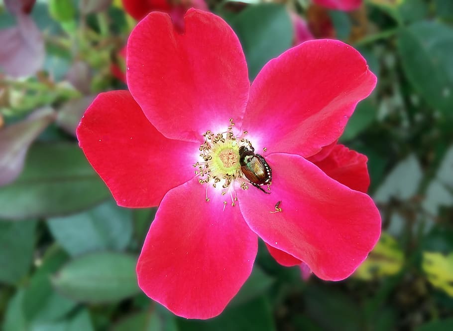 rose, red, knockout, knockout rose, knock out rose, japanese beetle HD wallpaper
