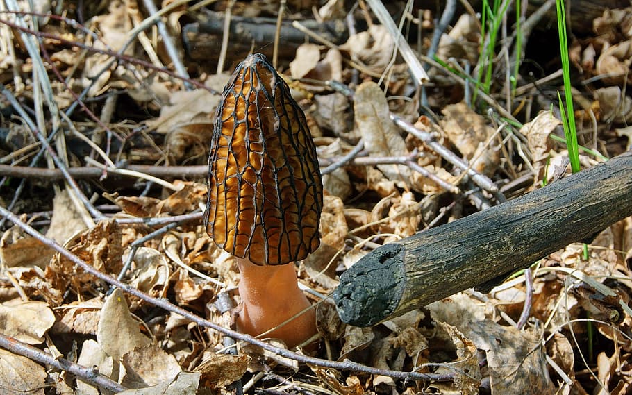 Mushroom, Morel, Spring, high angle view, day, one animal, outdoors HD wallpaper