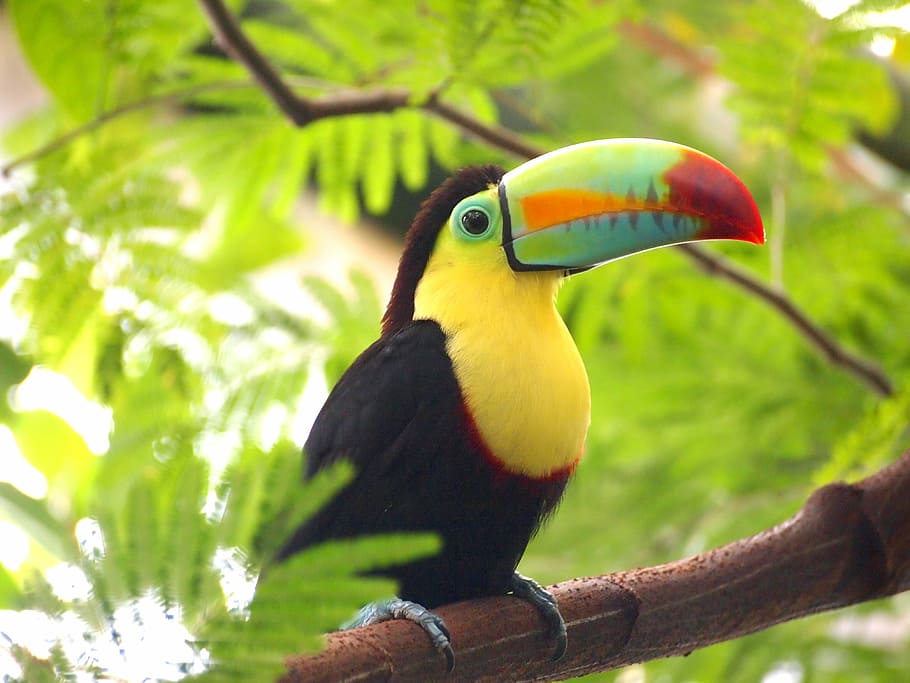 toucan bird perched on branch, nature, animal, colorful, exotic