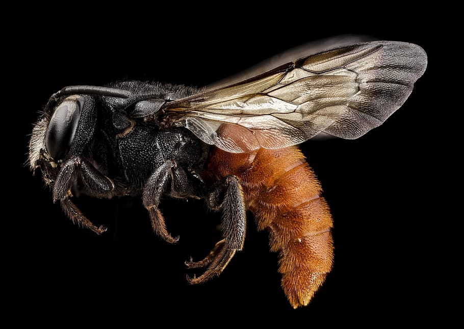macro photography of black and brown wasp, redtail bee, insect HD wallpaper