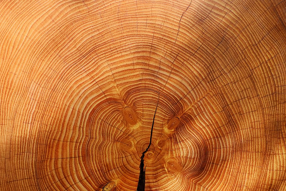 wood, tree, spruce, picea, conifer, texture, wooden disc, light HD wallpaper