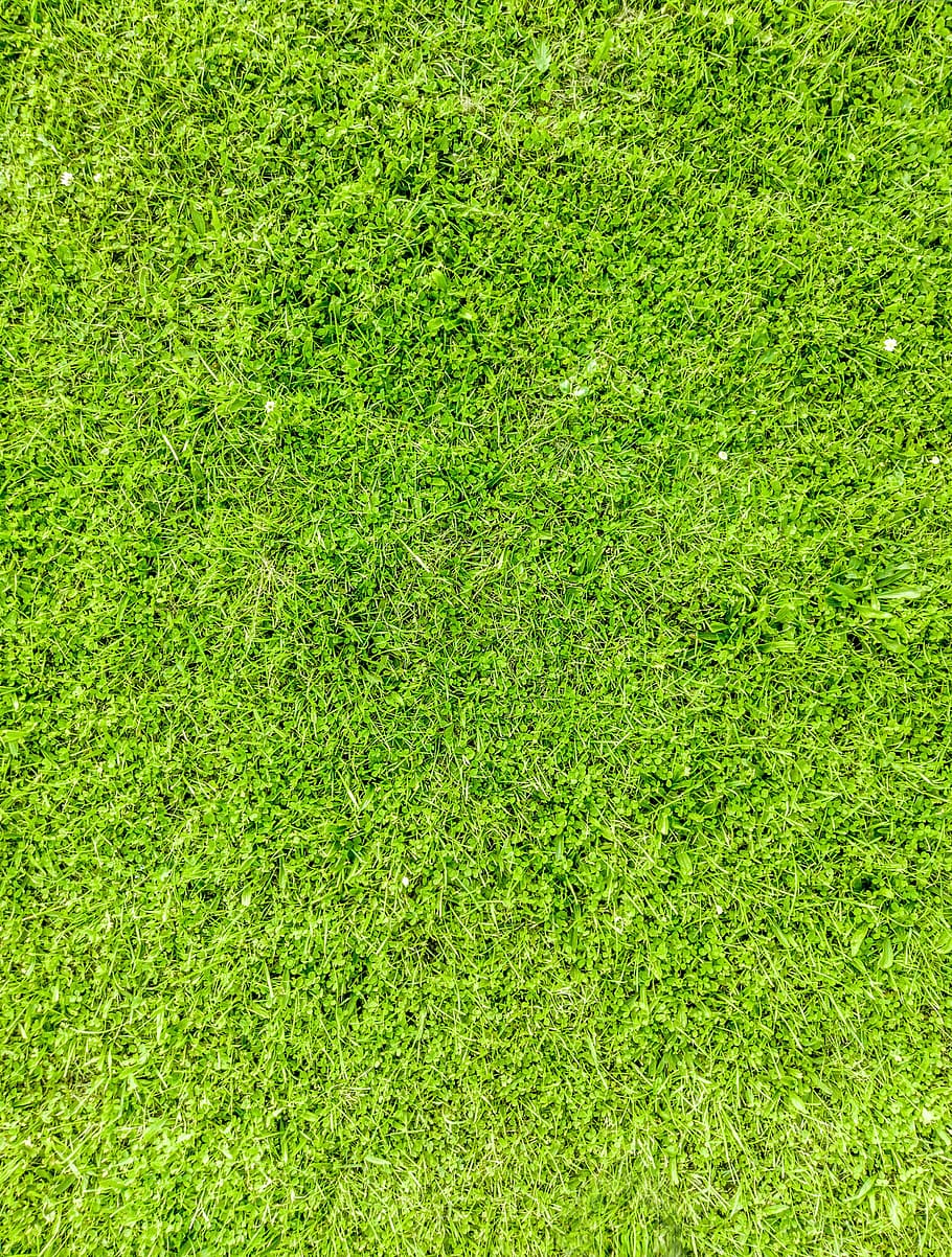 2880x1800px | free download | HD wallpaper: grass, texture, nature, green,  garden, asset, green color, full frame | Wallpaper Flare