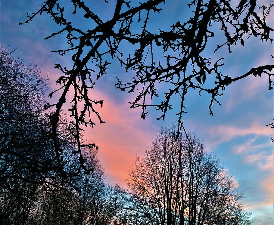 himmel, sunset, twilight, branches, tree, evening, beautifully HD wallpaper