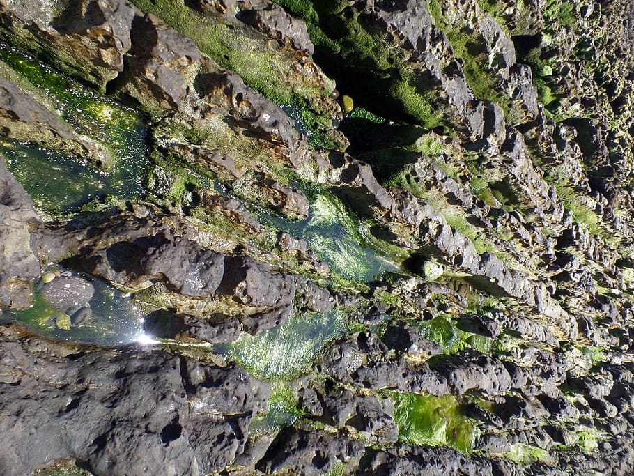 rocks, beach, rocky, costa, water, growth, nature, plant, no people HD wallpaper