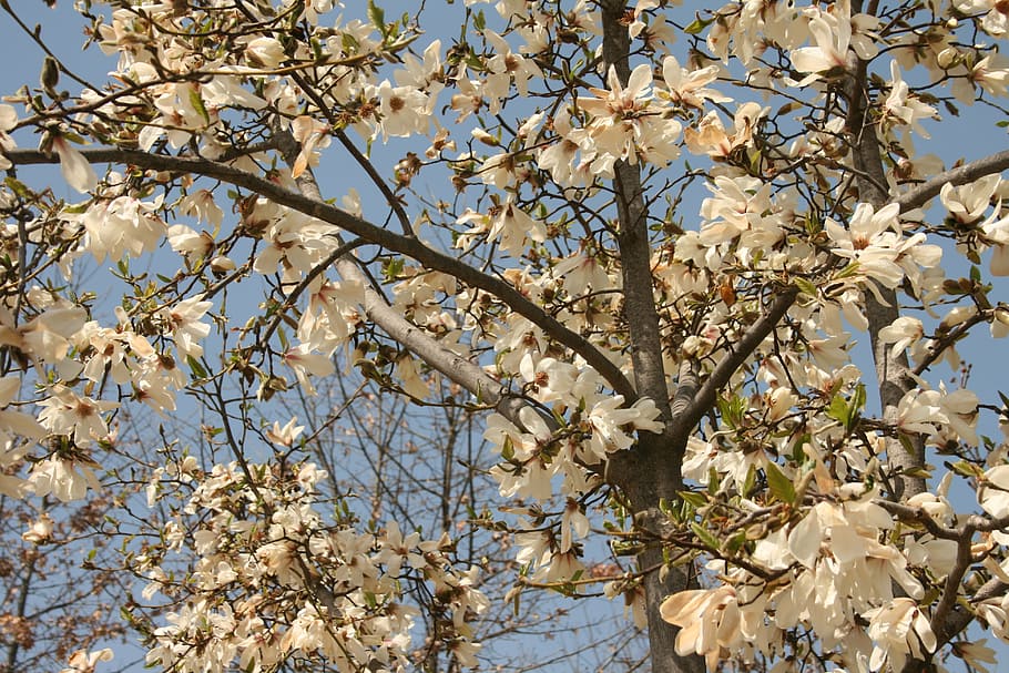 flowers, flower tree, spring, plants, white, branch, low angle view HD wallpaper