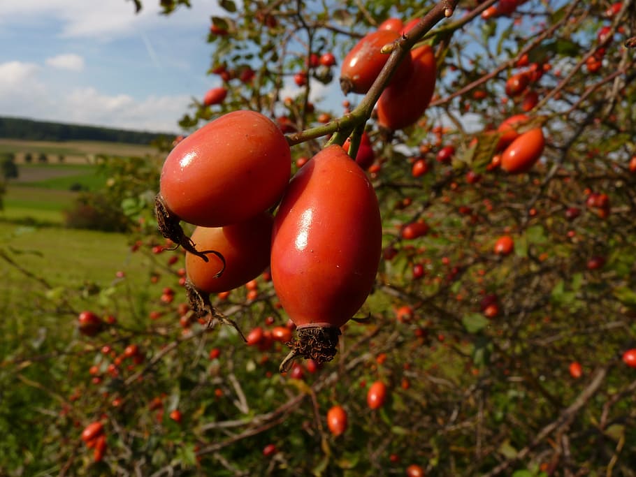 rose hip, red, thorn, spiny, fruit, bush, food, food and drink, HD wallpaper