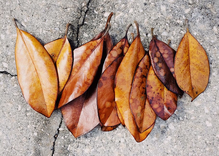 leaves, magnolia, leaf, tree, season, high angle view, directly above HD wallpaper