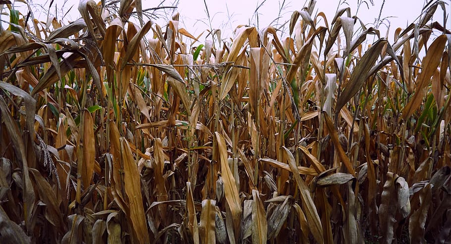 corn, fall, fields, agriculture, growth, plant, land, crop HD wallpaper