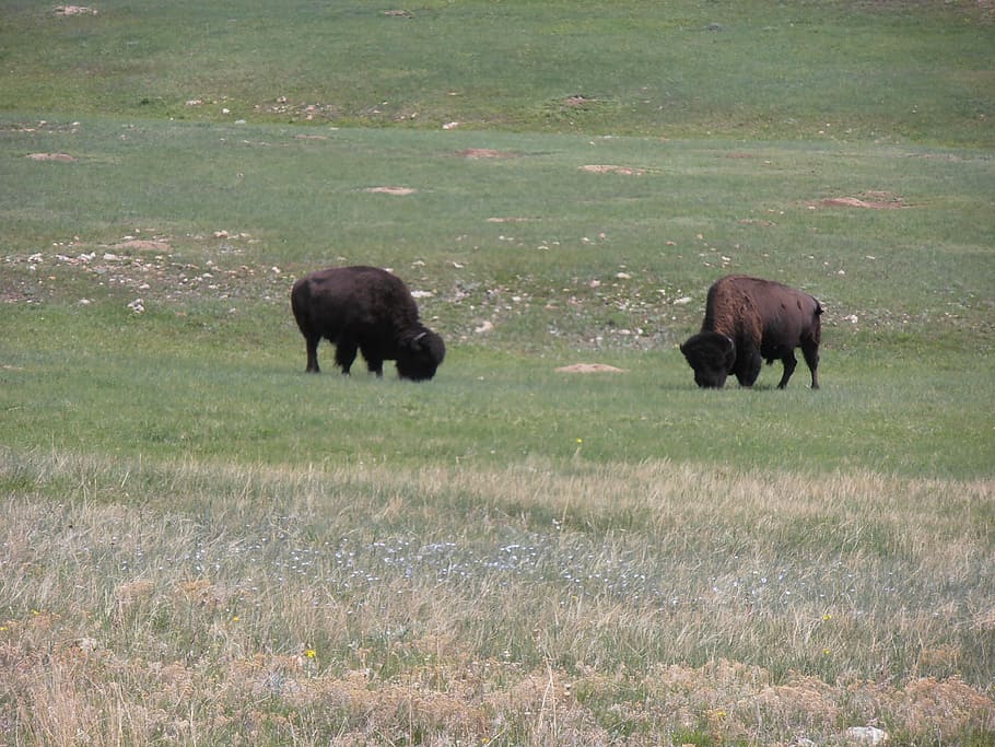 Wyoming, Buffalo, Bison, grass, american bison, animal themes HD wallpaper