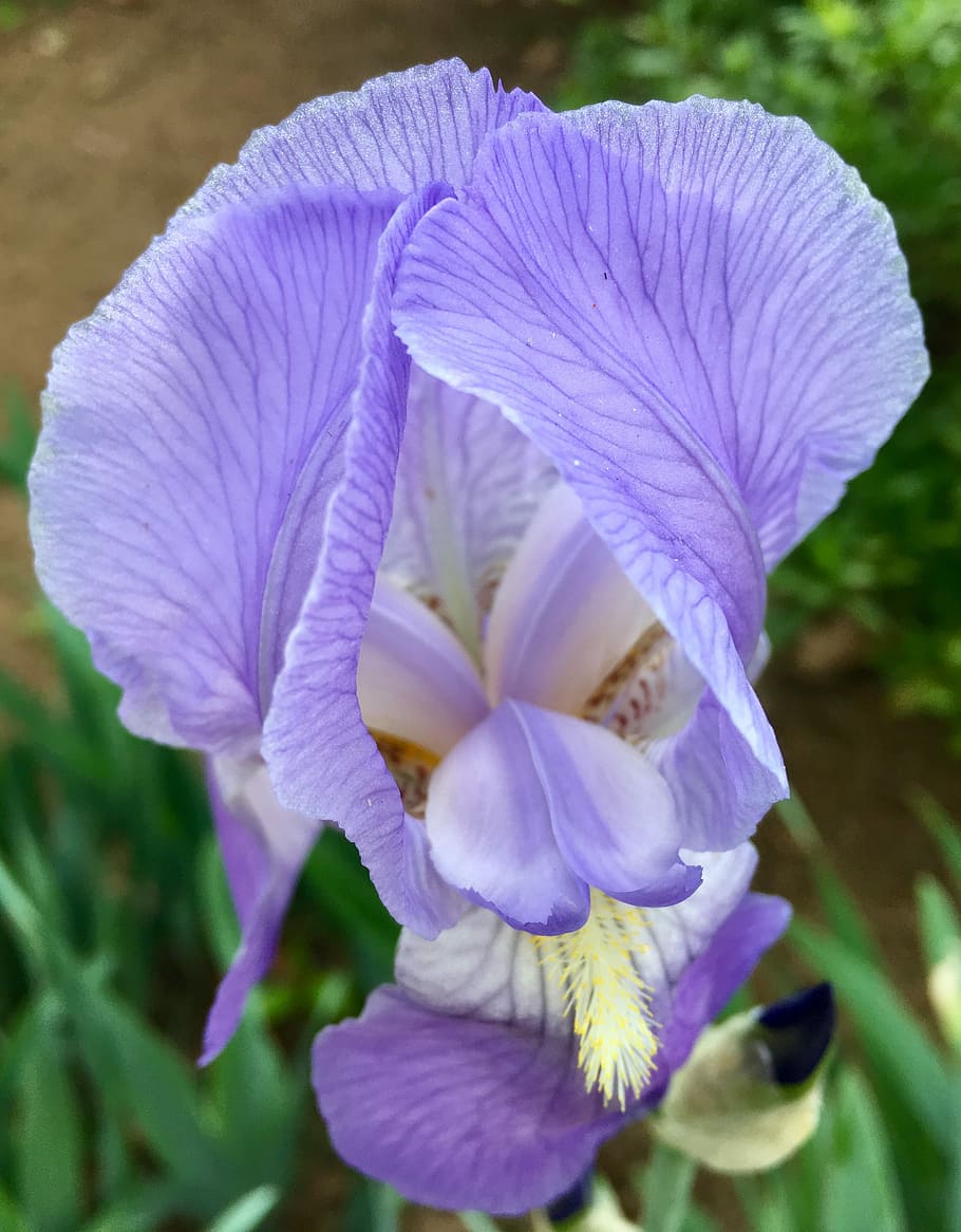 Flowers, Springtime, Iris, purple, petal, close-up, plant, growth HD wallpaper