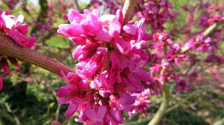 nature, spring, flowers, bloom, blossom, flowering plant, fragility HD wallpaper