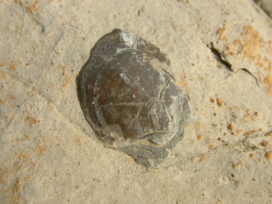 shell, pattern, fossil, stone, rock, extinct, nature, backgrounds HD wallpaper