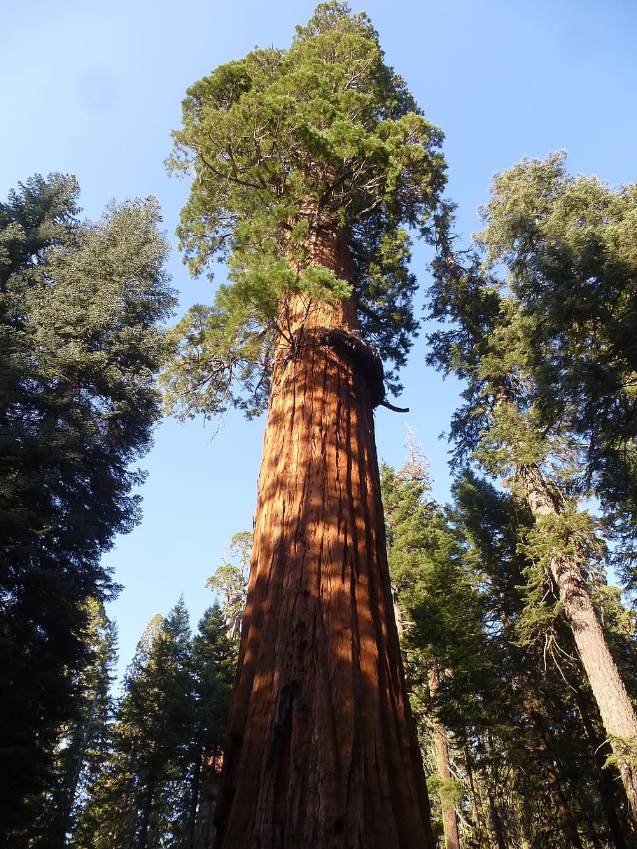 tree, nature, big tree, plant, low angle view, sky, tree trunk HD wallpaper