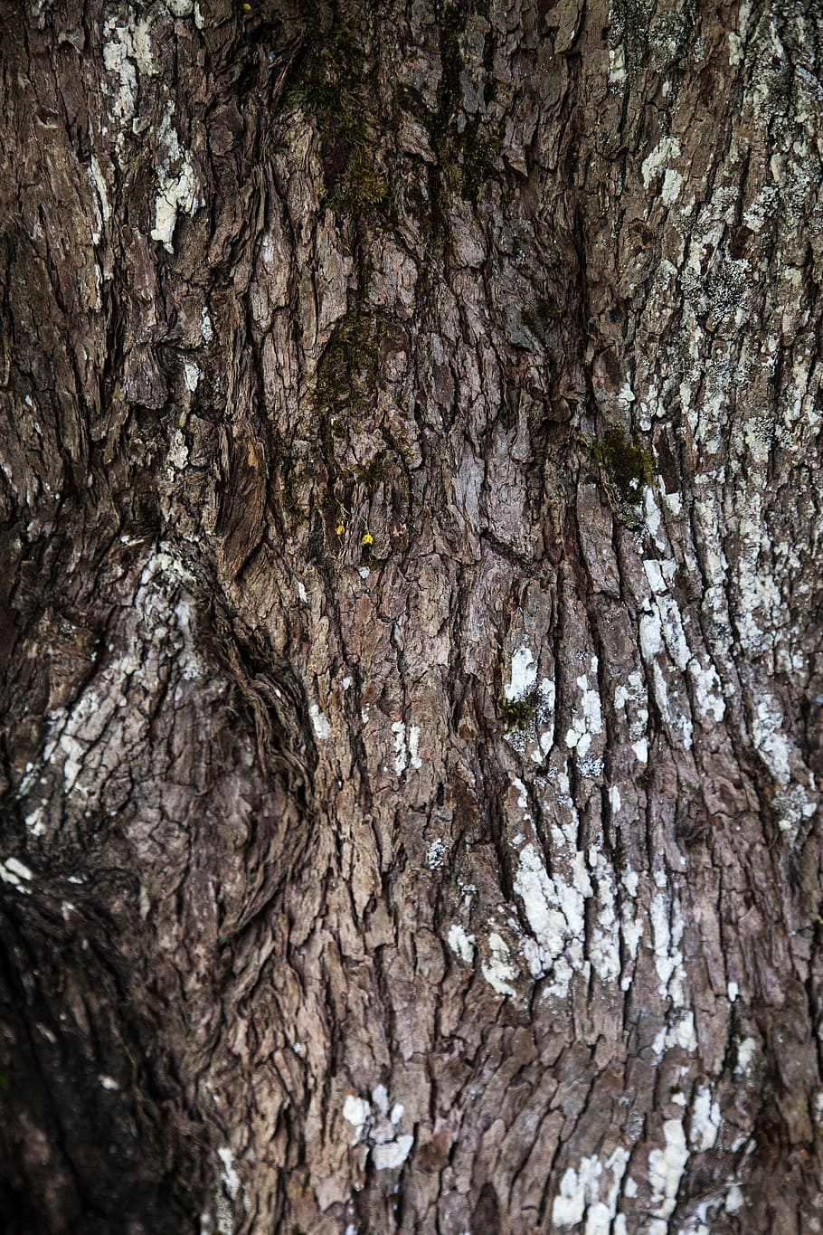 texture, trunk, wood, closeup, plank, diagonal, grain, oak HD wallpaper