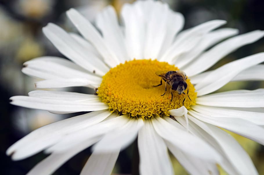 bee, flower, seasons, summer, spring, animal, insects, pollen HD wallpaper