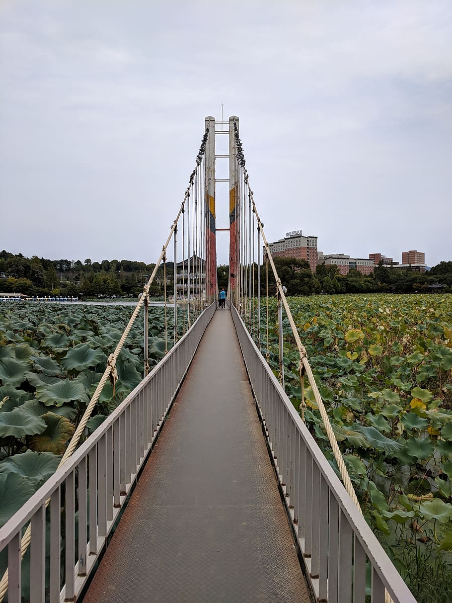 bridge, lotus, park, sky, architecture, built structure, the way forward HD wallpaper