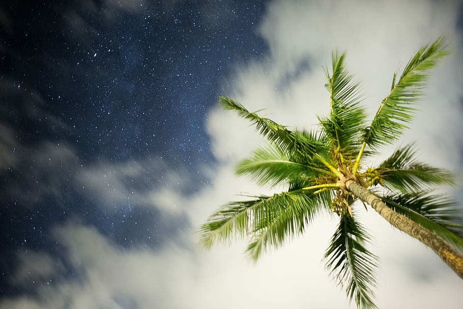 worm's-eye view photo of green coconut tree, low angle photography of coconut tree HD wallpaper