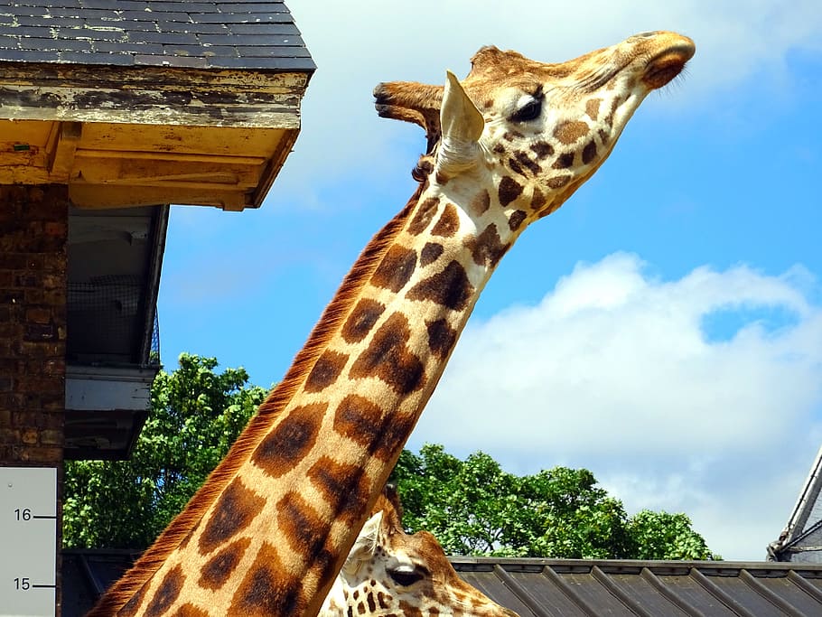 sky, clouds, eyes, roof, animals, big, daylight, giraffe, head HD wallpaper