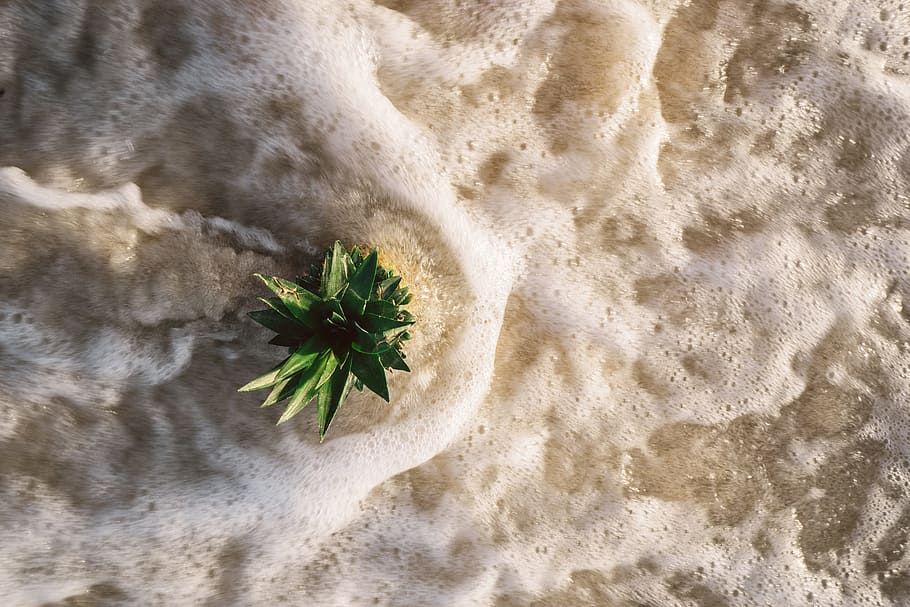 pineapple, dessert, appetizer, fruit, juice, crop, beach, ocean HD wallpaper