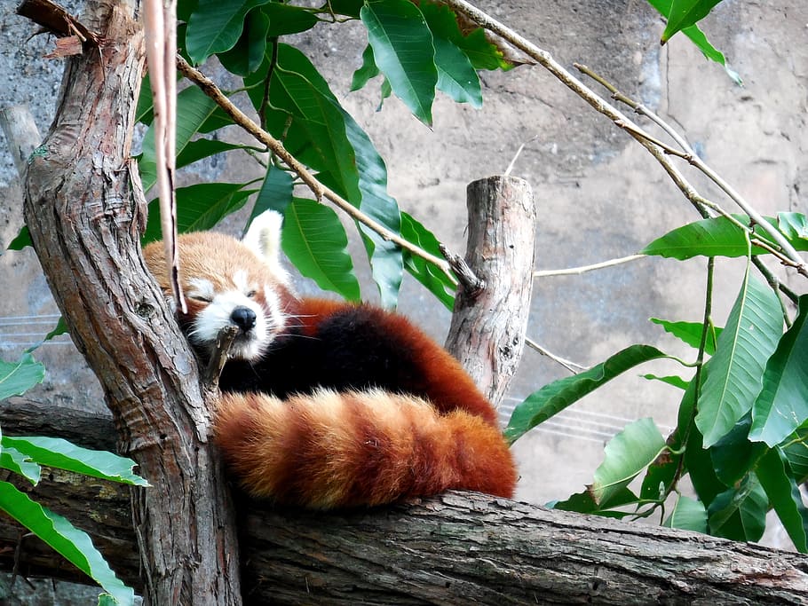 raccoon sitting on tree trunk, Red Panda, Cute, cute red panda HD wallpaper