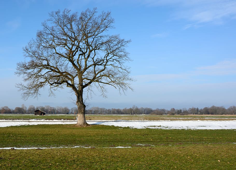 tree, individually, branches, aesthetic, silhouette nature HD wallpaper
